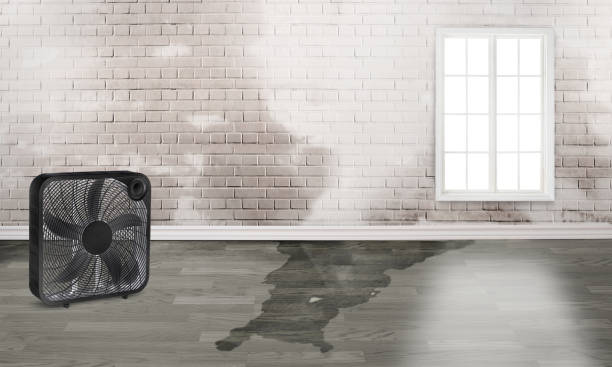 Best Flood restoration services  in Nesquehoning, PA